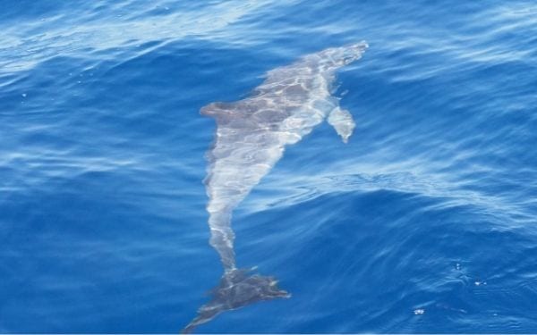 Avistamiento de cetáceos La Gomera 