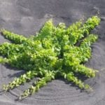 lanzarote10