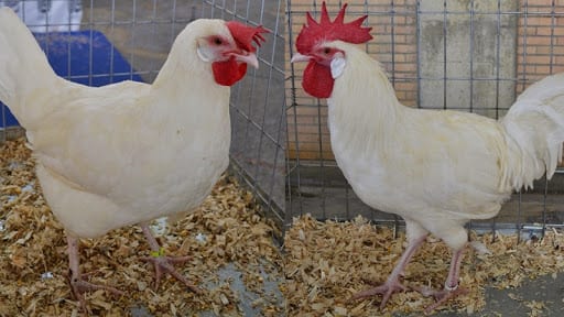 Huevos de gallinas utrerana