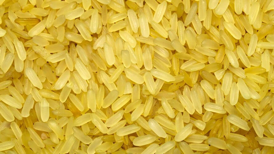 Arroz dorado en Fiipinas. Foto: Golden rice