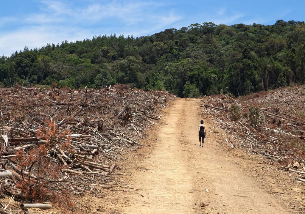Deforestación para creación de campos de cultivo. Foto: Efe/más que un producto Gourmet