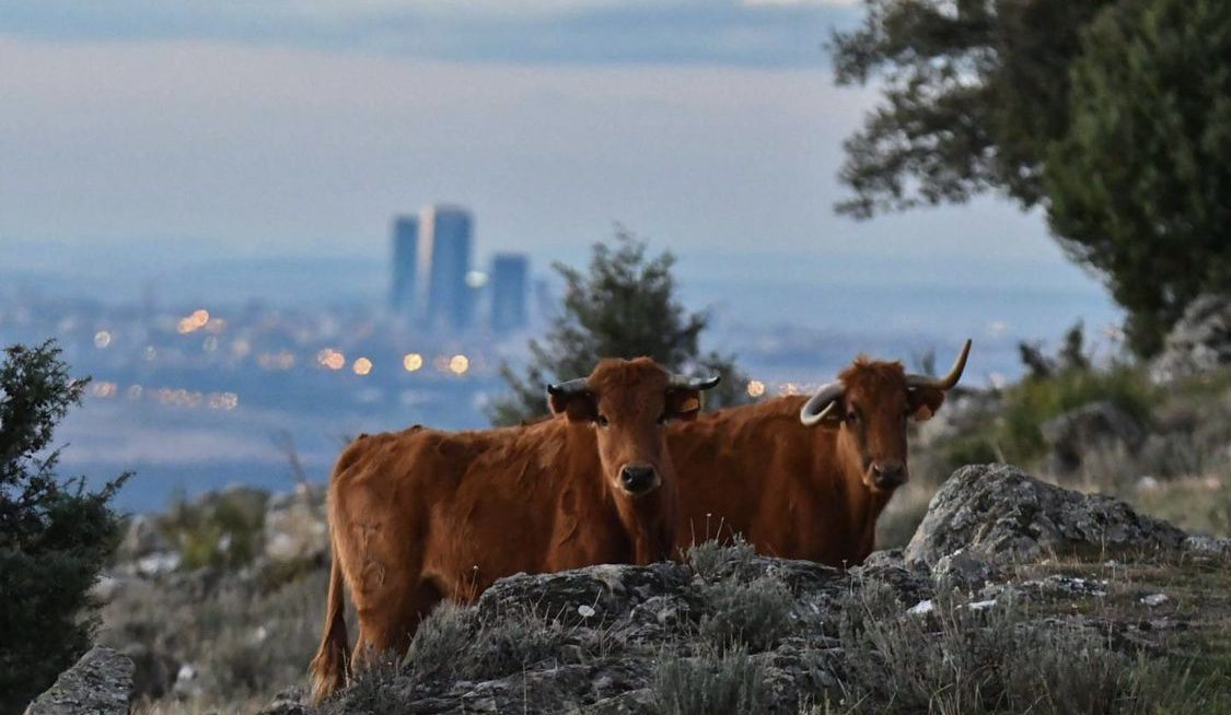 vaches avec Madrid en arrière-plan/R&D pour réduire les émissions/produits de Madrid