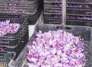 Safranblüten wiegen. Foto: MU