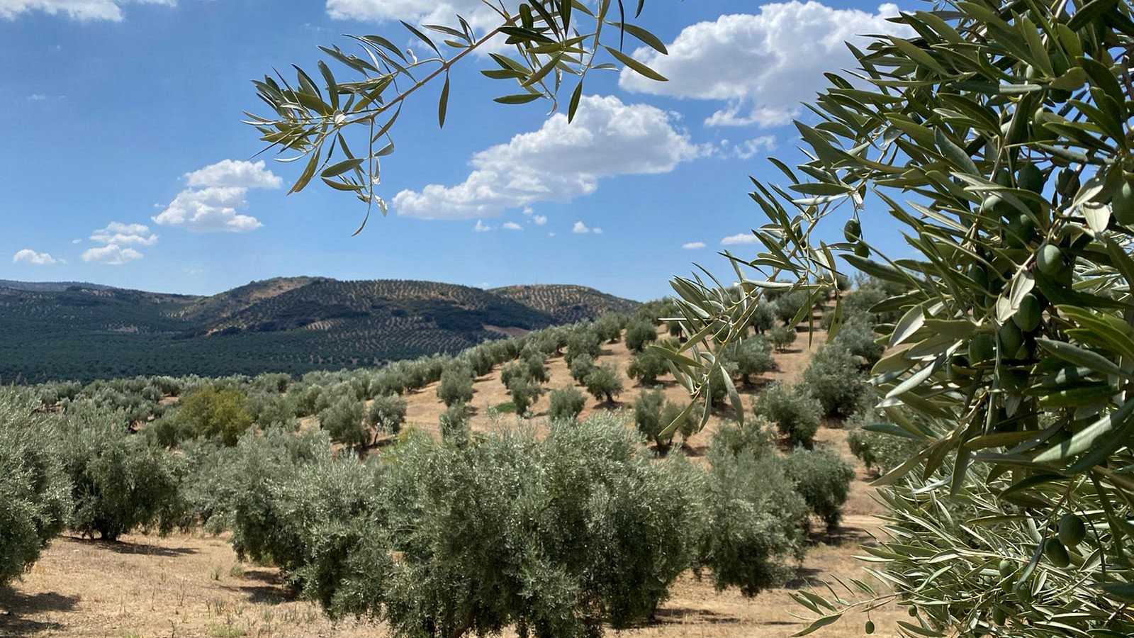 olive kalamata