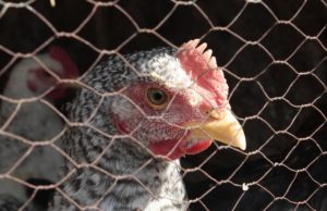 Gallinas ponedoras: por esto siguen enjauladas gallinas ponedoras