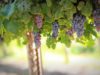 La producción de vino en Francia cae en 2026 vino fino