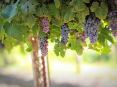 La producción de vino en Francia cae en 2026 vino fino