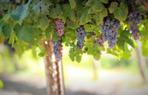 La producción de vino en Francia cae en 2026 vino fino
