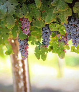 vino fino vino fino