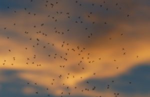Salmorejo cordobés: ¿repelente antimosquitos?