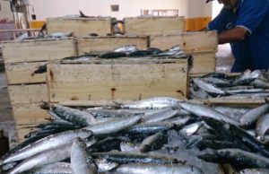 Pescado de temporada: un gran desconocido pescado de temporada