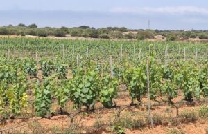 Resurge el vino en Menorca