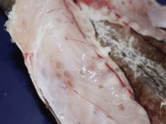 Anisakis: un problema veraniego anisakis