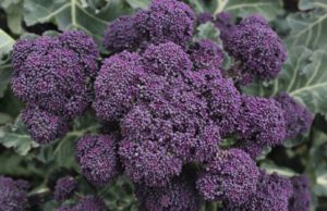 Brócoli morado: más sano todavía brócoli morado