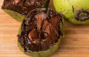 Zapote negro: la fruta más desconcertante zapote negro