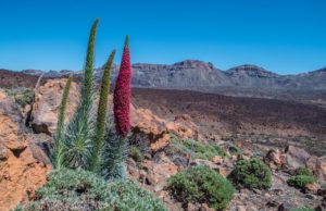 Miel de Tenerife: entre las mejores de España Teide