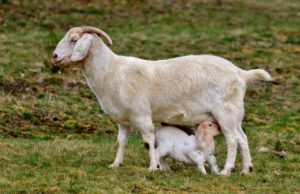 Leche de cabra: por esto es la mejor cabra