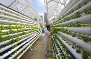 Agricultura vertical: apuesta por lo sostenible agricultura vertical