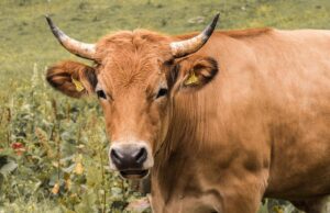 ¿Qué es la carne ecológica? carne ecológica