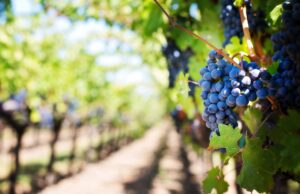 Sigue el lío en la D.O Ca Rioja Rioja Alavesa