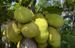 Yaca: el nuevo aguacate yaca