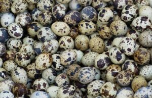 Los huevos de codorniz y sus secretos