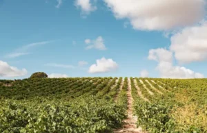 Bodega Leda se estrena en ecológico