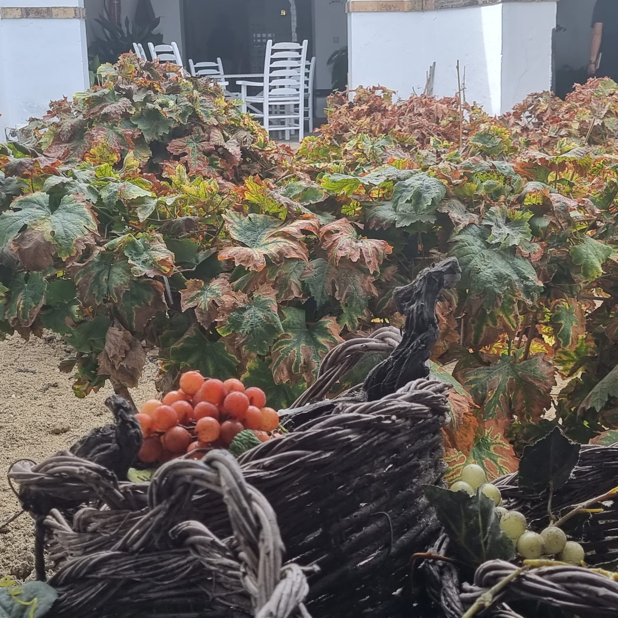 Harvest in Sanlúcar. Source: MU