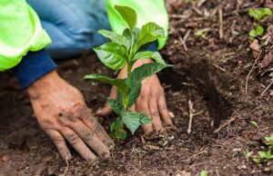 Nestlé apuesta por la agricultura regenerativa