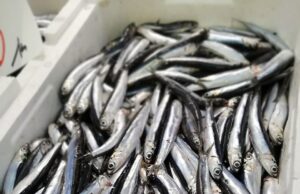 Abril, mes de la anchoa