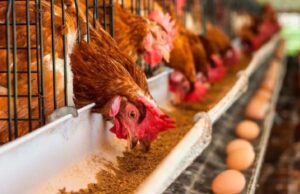Mejorar el bienestar animal mejora los alimentos