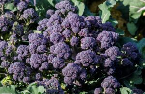 Tyrian: una nueva variedad de brócoli