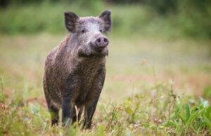 La carne de jabalí.