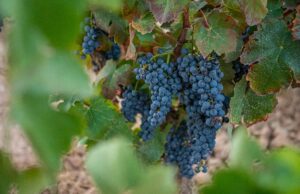 Torres presenta el vino de la variedad ancestral recuperada Gonfaus