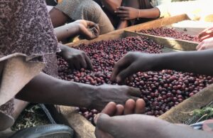 Turismo de café de la mano de Café de Finca
