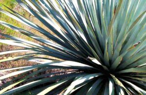 Sotol: el tesoro oculto de México