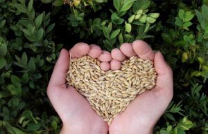 El papel de la agricultura regenerativa en la alimentación