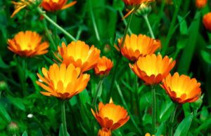 Las flores comestibles en la gastronomía