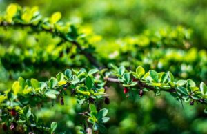 Yaupon, descubre el té americano