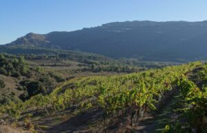 Las bodegas de la D.O Montsant norte se quieren diferenciar