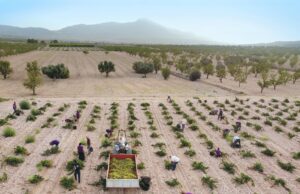 Vendimia 2024 Fuente: D.O Jumilla