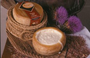 La D.O Torta del Casar se asegura la flor del cardo para su elaboración