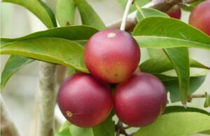 El Camu Camu, el superalimento amazónico en la gastronomía Foto: Duasrodas