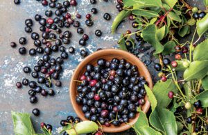 El Maqui, el tesoro patagónico de la gastronomía