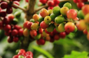 Arábica y Robusta: Las dos grandes variedades del café