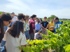 La Primavera del Cava, un festival de enoturismo