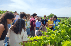 La Primavera del Cava, un festival de enoturismo