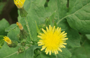 Eixarcolant consigue el reconocimiento de cinco plantas silvestres