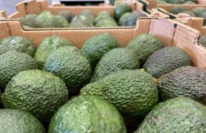 El ‘Aguacate de Canarias’ obtiene su IGP