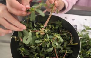 Plantas silvestres: el nuevo sabor que conquista Barcelona
